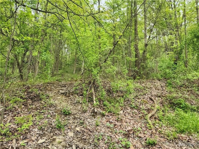 Utley Rd, East Otto, NY 14729