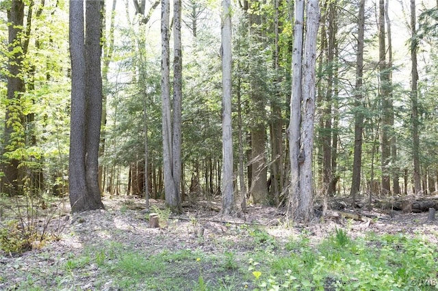 view of tree filled area