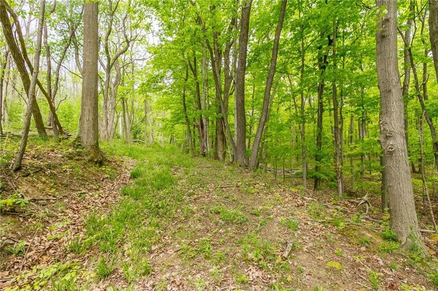 view of tree filled area