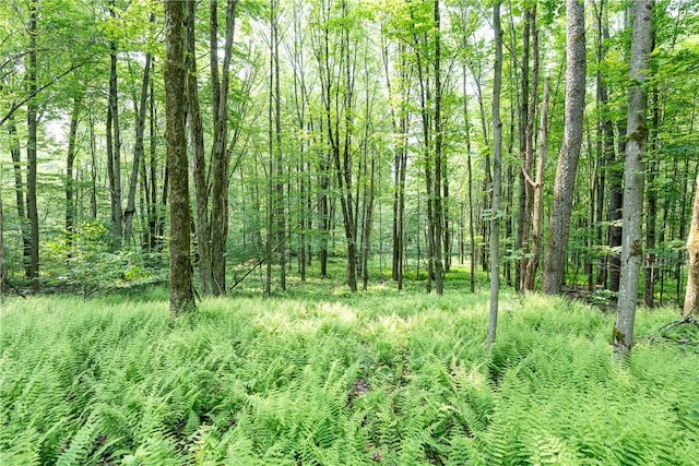 Stanley Campbell Rd, Delhi, NY 13753