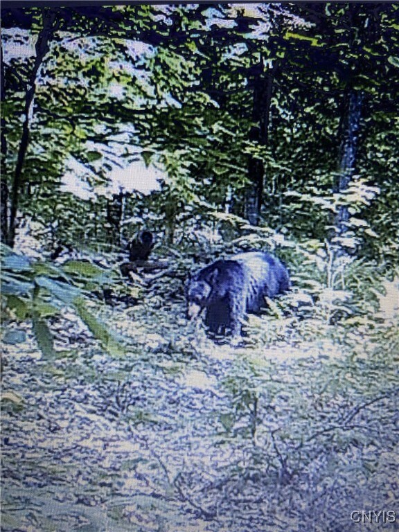 Rome-Taberg Rd, Annsville, NY 13471 - photo 3
