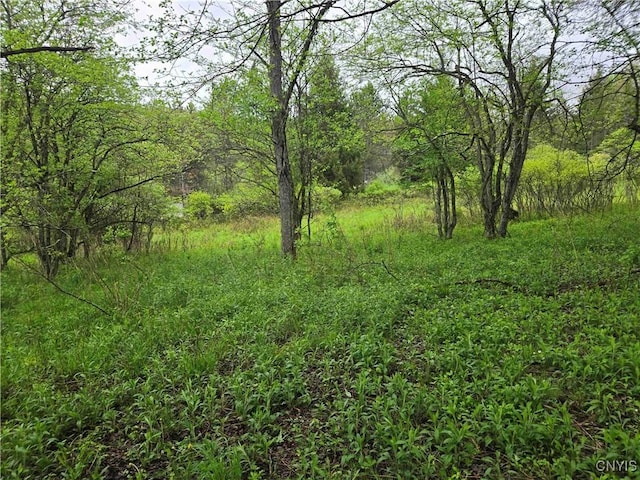 Mead Hollow Rd, Bolivar, NY 14754 - photo 4