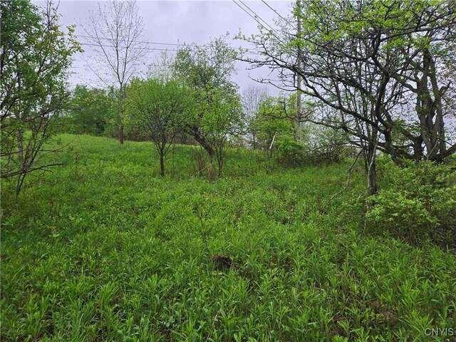 Mead Hollow Rd, Bolivar, NY 14754 - photo 7