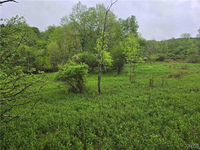 Mead Hollow Rd, Bolivar, NY 14754 - photo 8