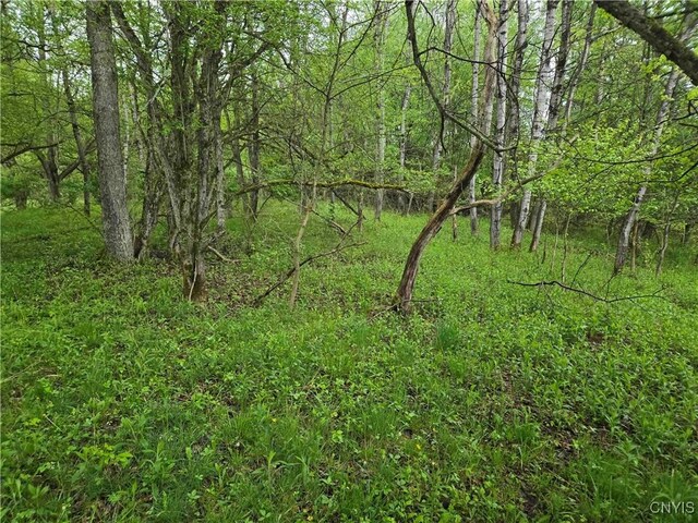 Mead Hollow Rd, Bolivar, NY 14754 - photo 10