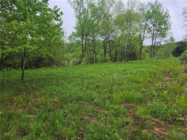 Mead Hollow Rd, Bolivar, NY 14754 - photo 13