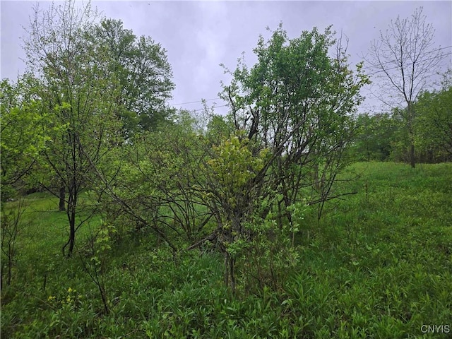 Mead Hollow Rd, Bolivar, NY 14754 - photo 14