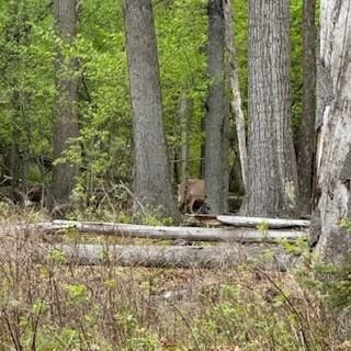 3384 Huggins Rd, Tyrone, NY 14815 - view of woods