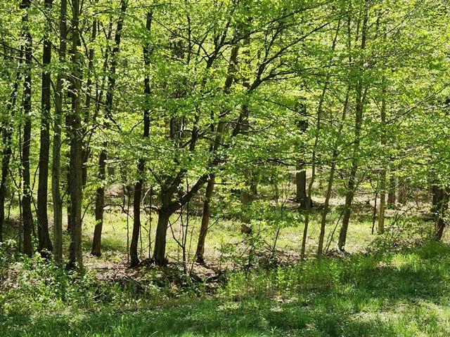 2564 Moore Hill Rd, Shippen Twp, PA 15834 - photo 17