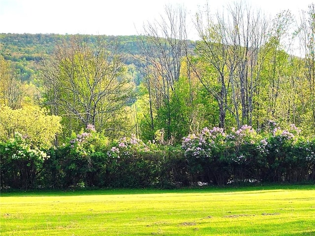 1058 County Highway 44, Sidney, NY 13775 - view of grassy yard featuring a view of trees