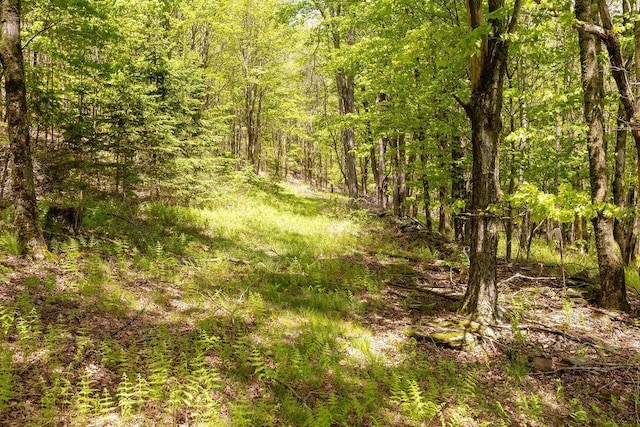 8255 County Highway 2, Andes, NY 13731 - view of wooded area
