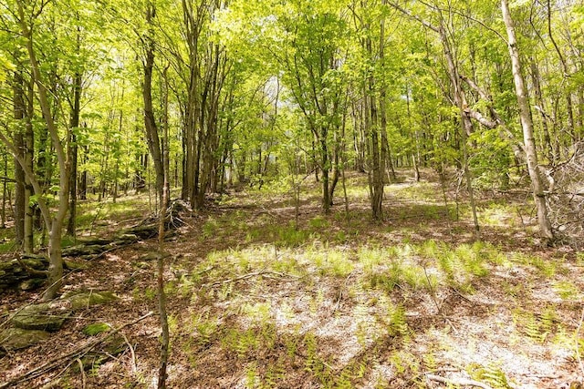 8255 County Highway 2, Andes, NY 13731 - view of tree filled area