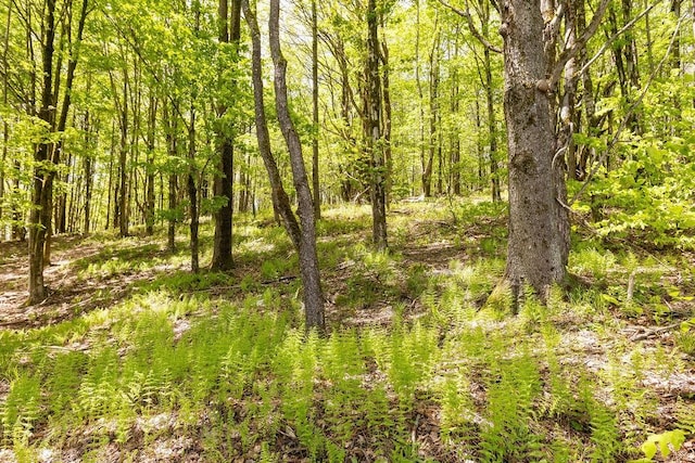 8255 County Highway 2, Andes, NY 13731 - view of woods