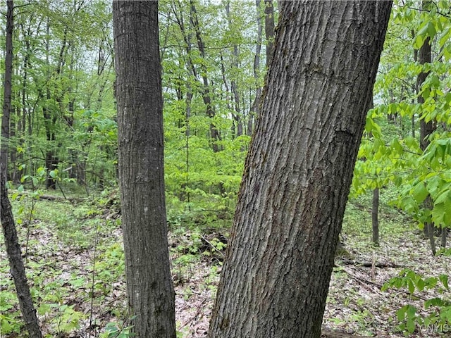 Jordan Hill Rd, Clarksville, NY 14715 - photo 5