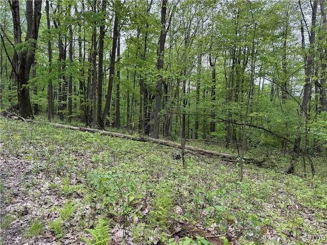 Jordan Hill Rd, Clarksville, NY 14715 - photo 6
