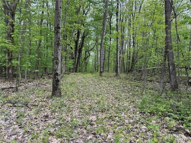 Jordan Hill Rd, Clarksville, NY 14715 - photo 8
