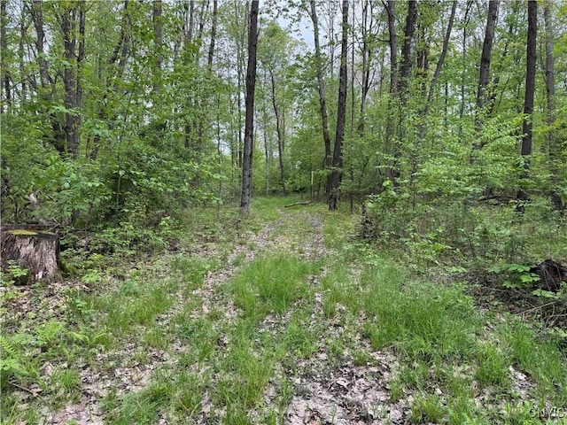 Jordan Hill Rd, Clarksville, NY 14715 - photo 10