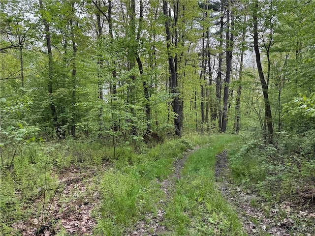 Jordan Hill Rd, Clarksville, NY 14715 - photo 13