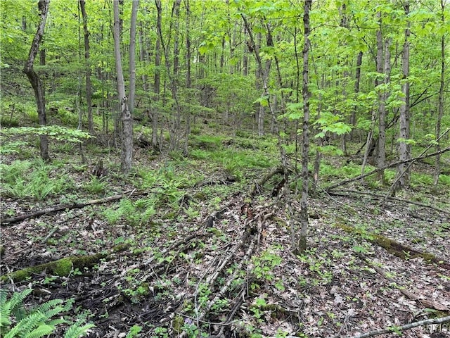 Jordan Hill Rd, Clarksville, NY 14715 - photo 19