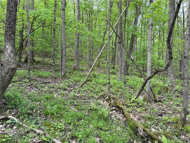 Jordan Hill Rd, Clarksville, NY 14715 - photo 20