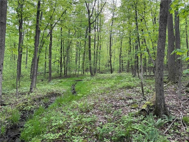 Jordan Hill Rd, Clarksville, NY 14715 - photo 22