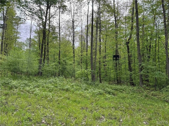 Jordan Hill Rd, Clarksville, NY 14715 - photo 26