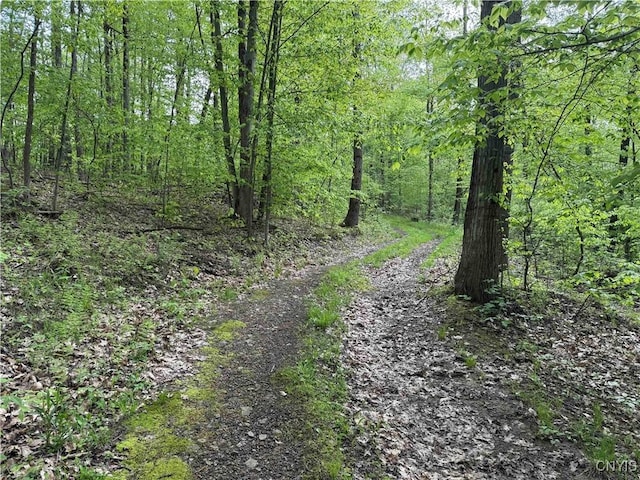 Jordan Hill Rd, Clarksville, NY 14715 - photo 30