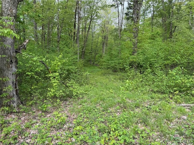 Jordan Hill Rd, Clarksville, NY 14715 - photo 32