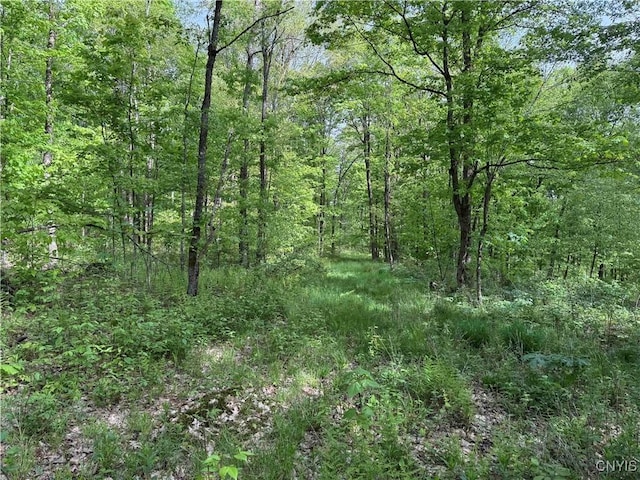 Jordan Hill Rd, Clarksville, NY 14715 - photo 35