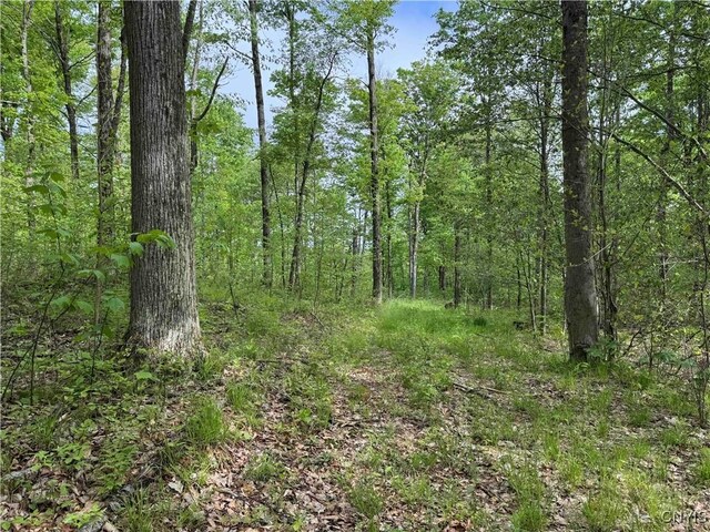 Jordan Hill Rd, Clarksville, NY 14715 - photo 37