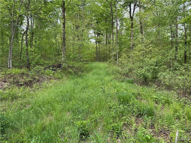 Jordan Hill Rd, Clarksville, NY 14715 - photo 39