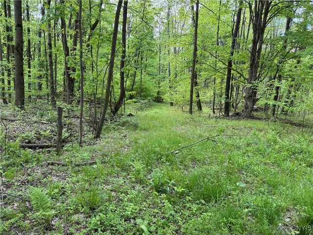 Jordan Hill Rd, Clarksville, NY 14715 - photo 40