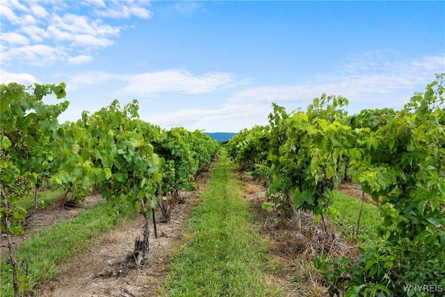 9940 Middle Rd, Pulteney, NY 14840 - view of nature with extensive farmland and rural landscape