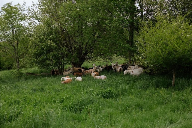 2400 Gladstone Hollow Rd, Andes, NY 13731 - view of yard