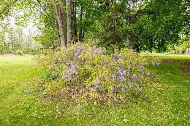 6695 Fisher Rd, Ontario, NY 14589 - view of grassy yard