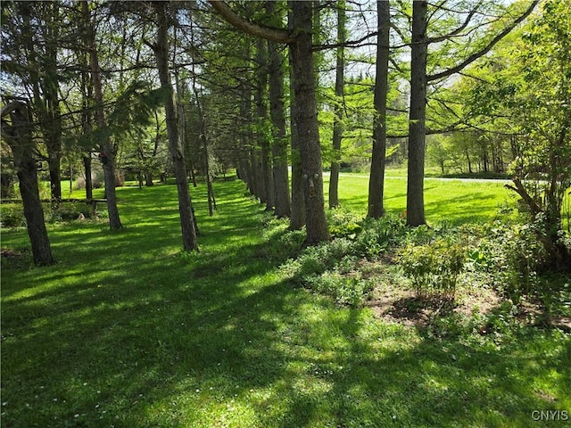 4300 Mutton Hill Rd, Fenner, NY 13035 - view of undeveloped land