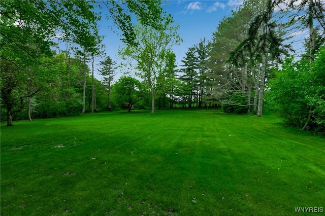 131 Idlewood Dr, Aurora, NY 14127 - view of green lawn