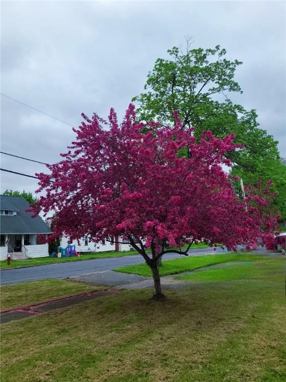 12034 Washington St, Wolcott, NY 14590 - view of grassy yard