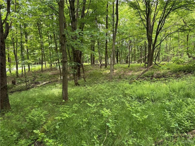 Thornton Rd, Charlotte, NY 14782 - photo 4