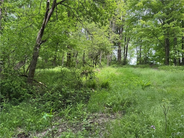 Thornton Rd, Charlotte, NY 14782 - photo 5