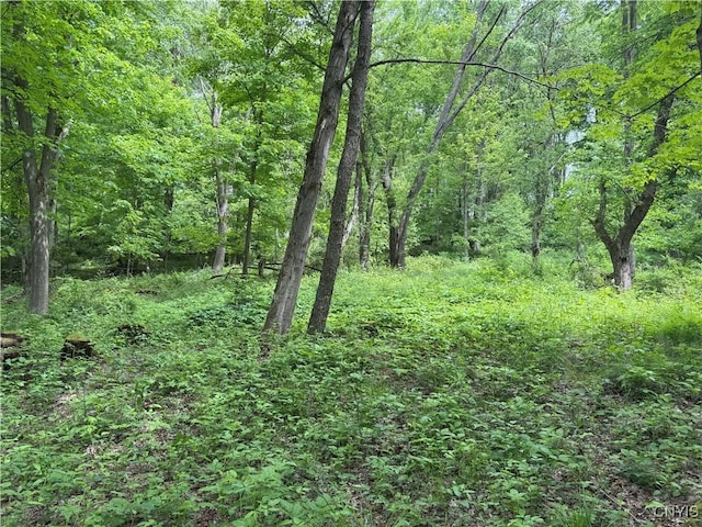Thornton Rd, Charlotte, NY 14782 - photo 9