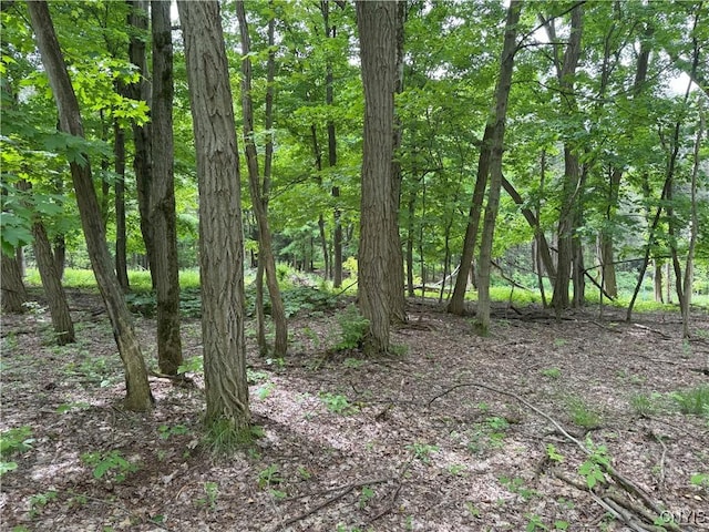 Thornton Rd, Charlotte, NY 14782 - photo 10