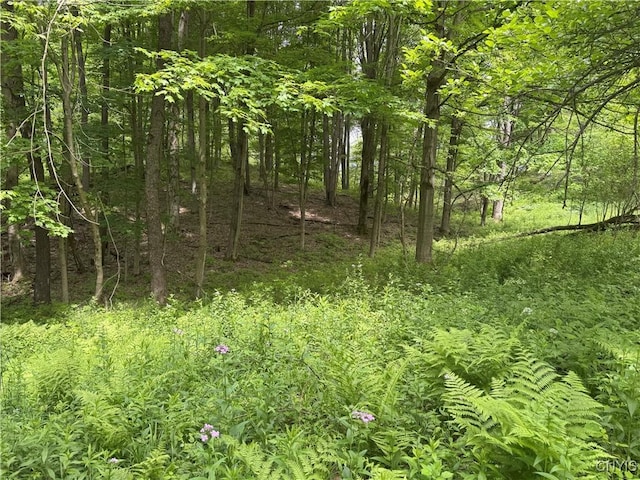 Thornton Rd, Charlotte, NY 14782 - photo 22
