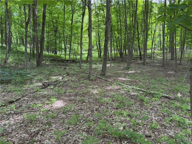Thornton Rd, Charlotte, NY 14782 - photo 27