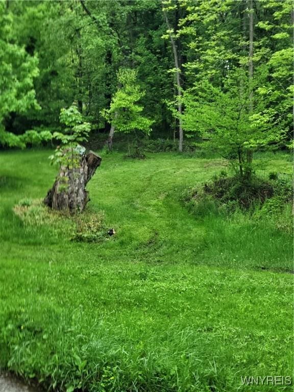 4368 State Route 19, Gainesville, NY 14550 - view of wooded area