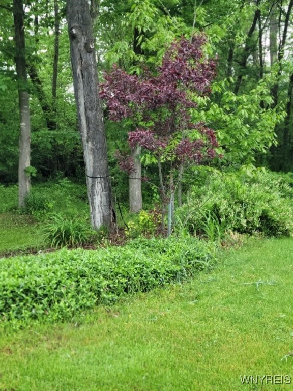 4368 State Route 19, Gainesville, NY 14550 - view of nature