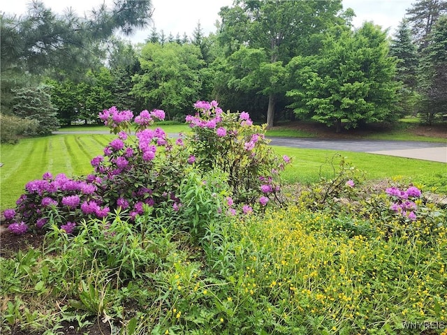 6731 Chestnut Ridge Rd, Orchard Park, NY 14127 - view of grassy yard