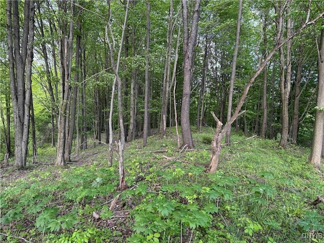 Grote Rd, Concord, NY 14141