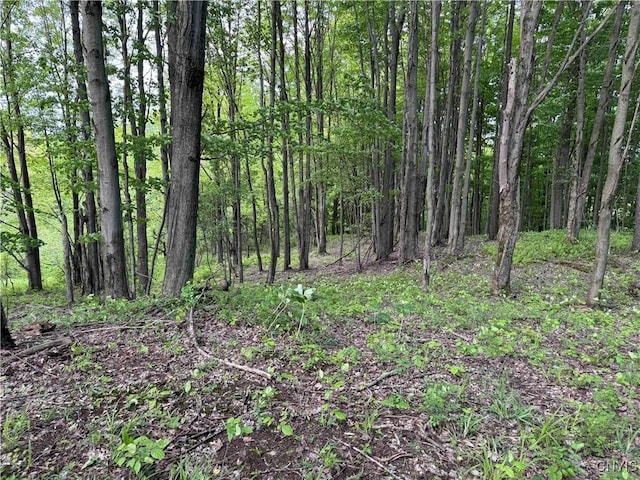 Grote Rd, Concord, NY 14141