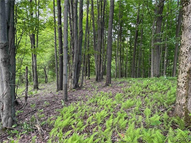 Grote Rd, Concord, NY 14141